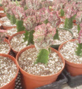 6" Euphorbia Grafted Cricata Coral Cactus